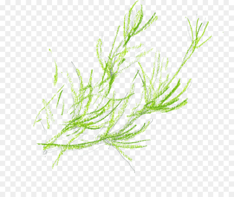 Grasses，Стебель растения PNG