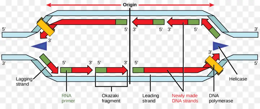 репликация ДНК，ДНК PNG
