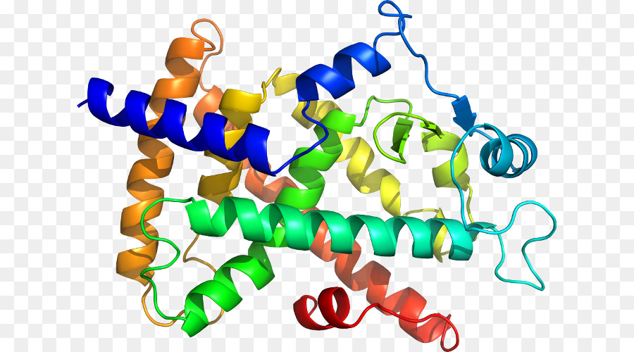 Структура белка，биология PNG