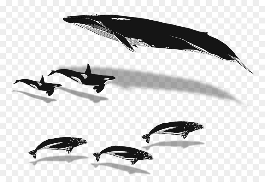киты，Наблюдение за китами PNG