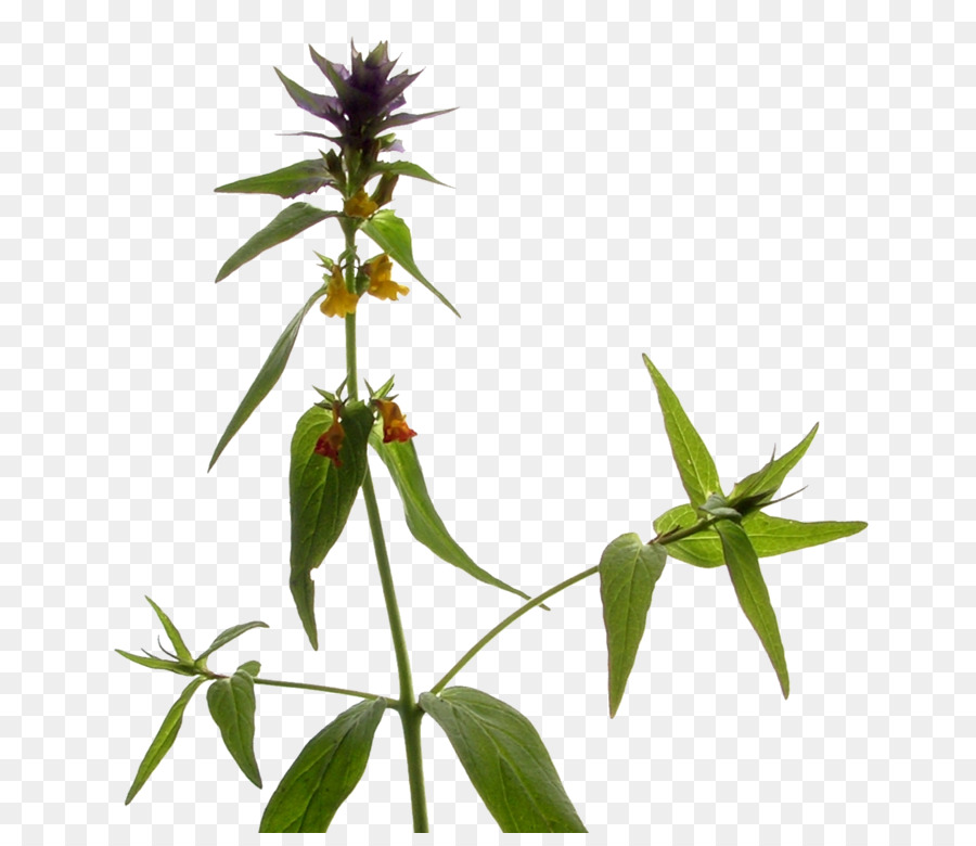 Melampyrum，Figworts PNG