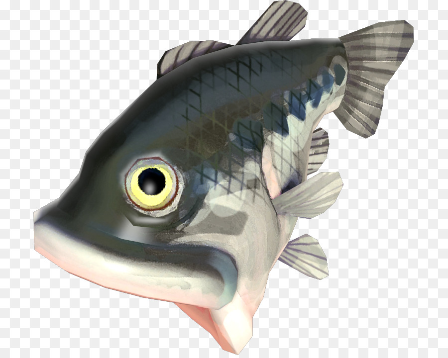 Рыбы，Костистых рыб PNG