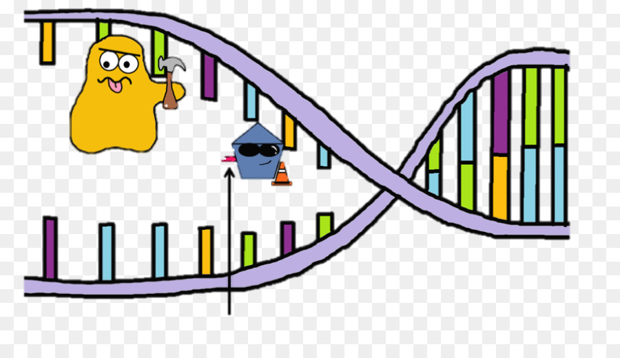 Праймазы，ДНК PNG