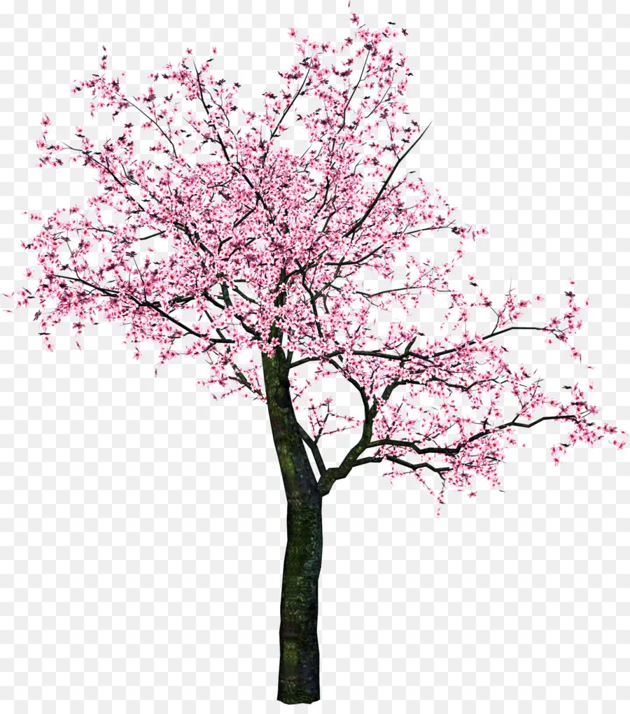 вишни，Дерево PNG