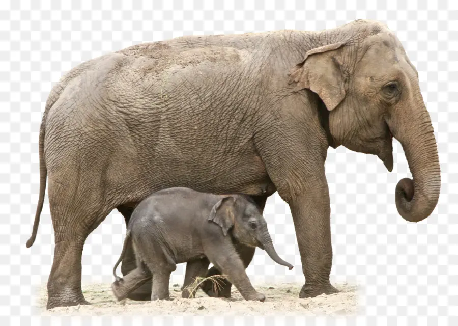 Африканский слон Буша，Азиатский слон PNG