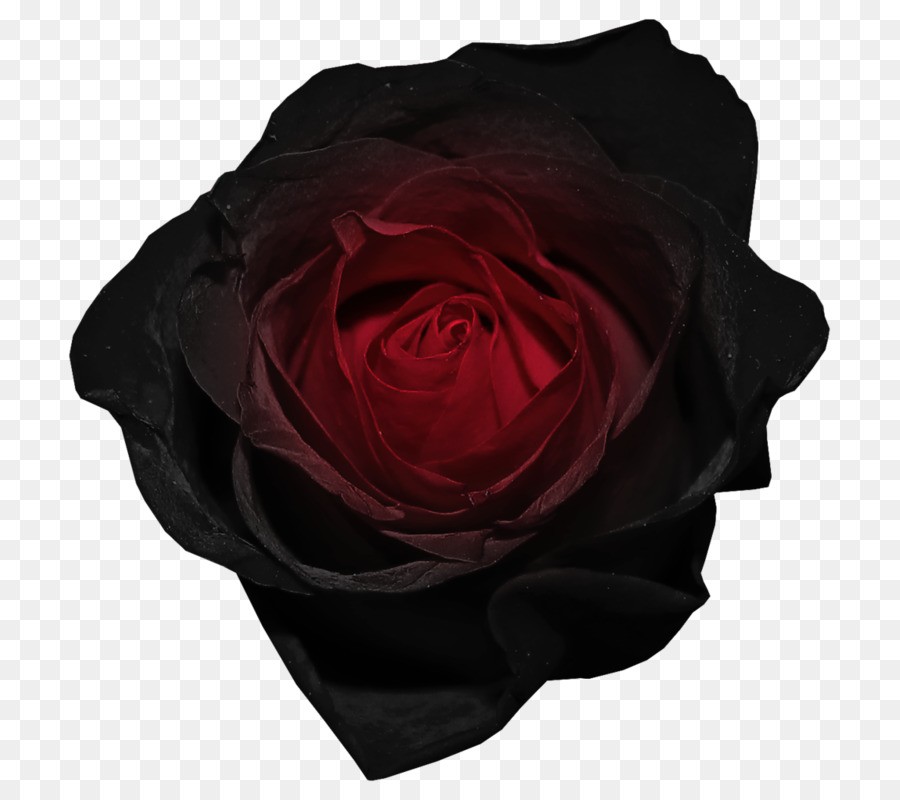 Черная Роза. 