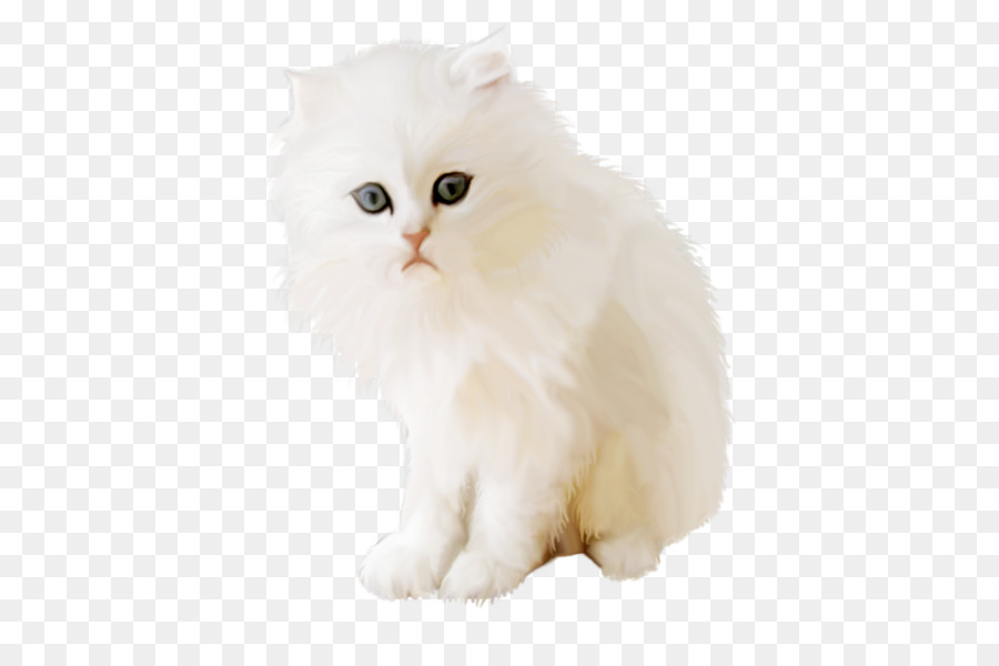 персидский кот，Британский Semilonghair PNG