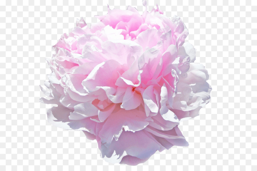 Пион，Розовые цветы PNG