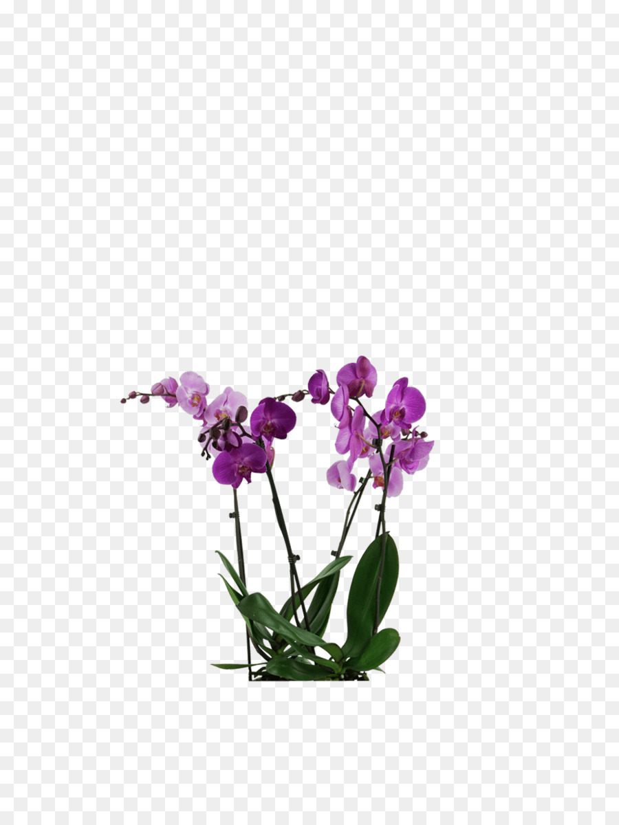 Мотылек орхидеи，растения PNG