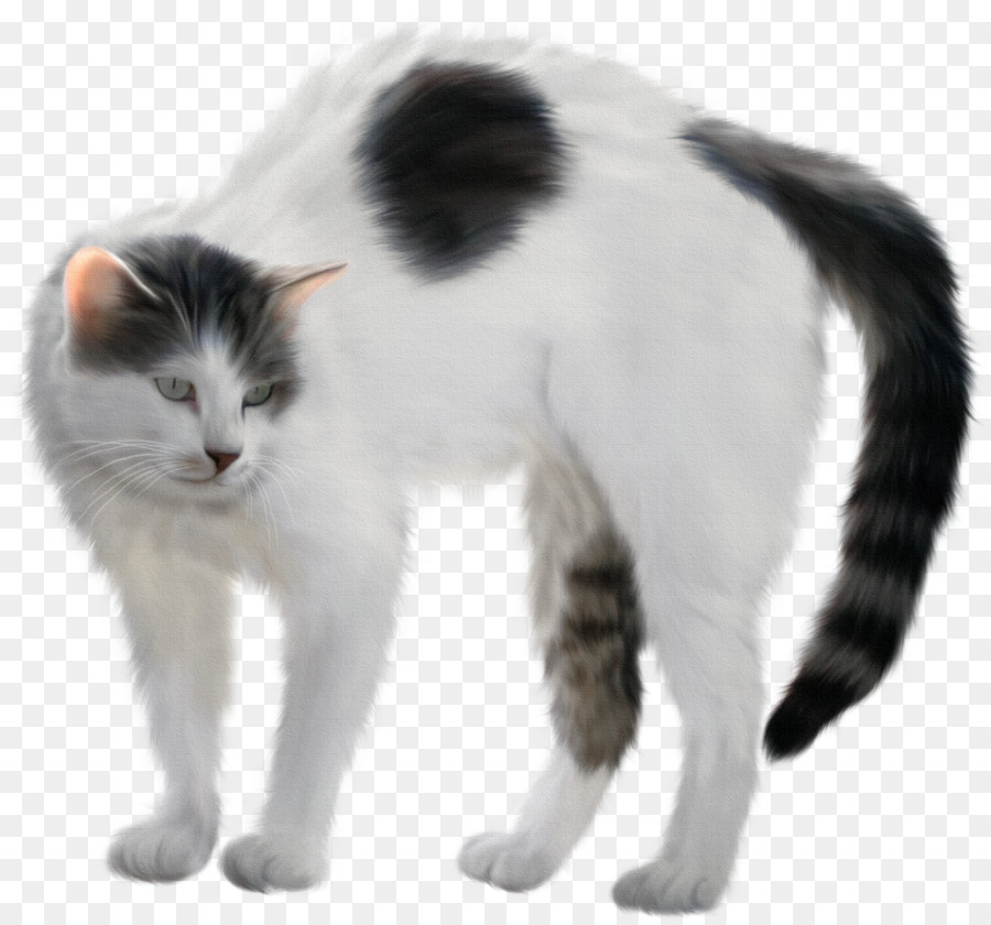 турецкий Ван，Эгейская кошка PNG