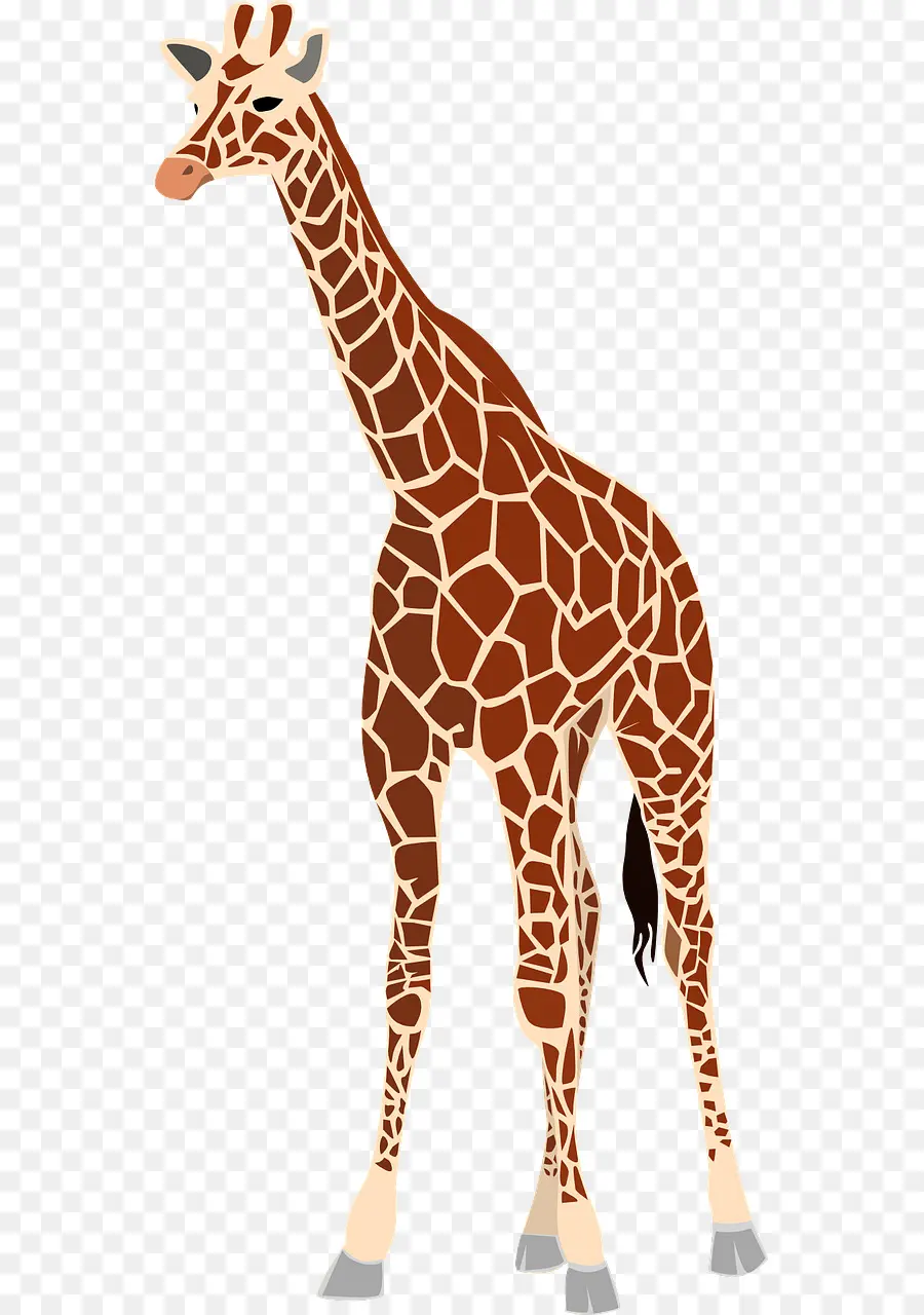 Жираф，Ребенка Жираф PNG
