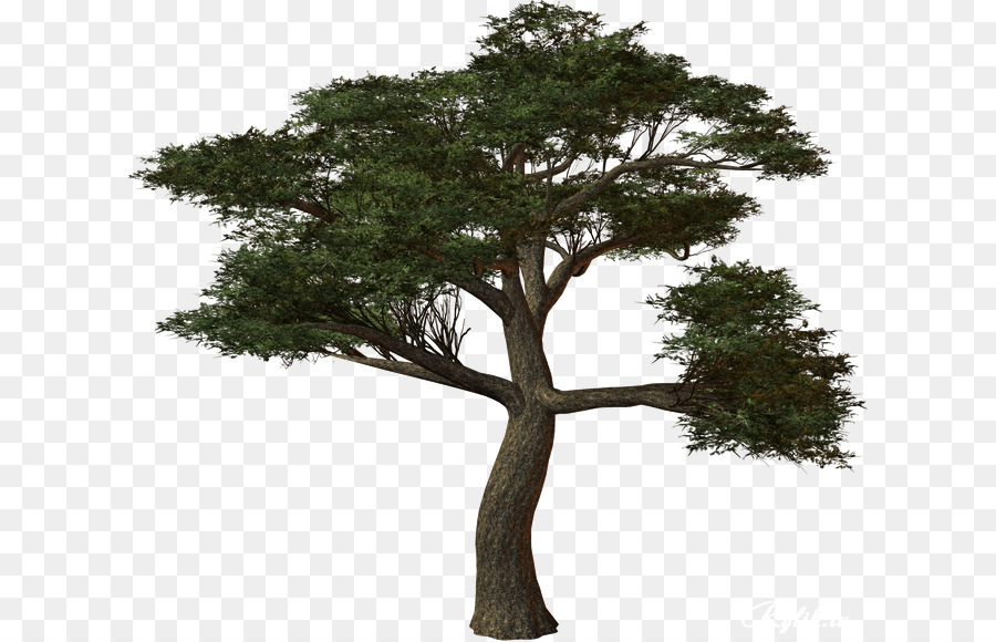 дуб，Дерево PNG