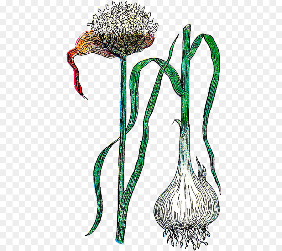 Ботаническая иллюстрация，иллюстрация цветок PNG