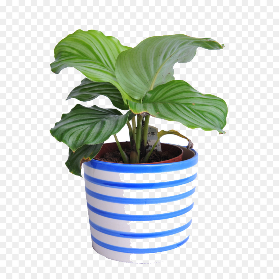 растения，Комнатное растение PNG