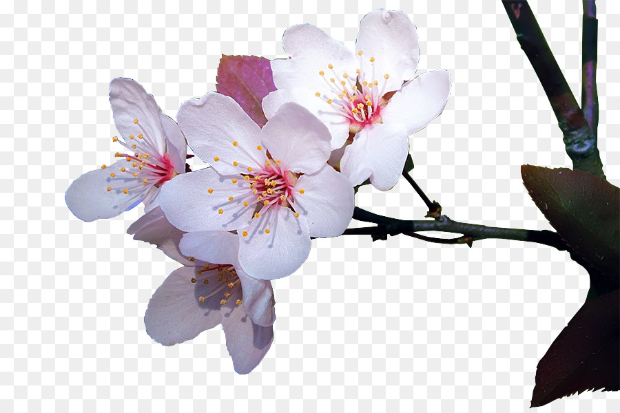цветение，вишни PNG