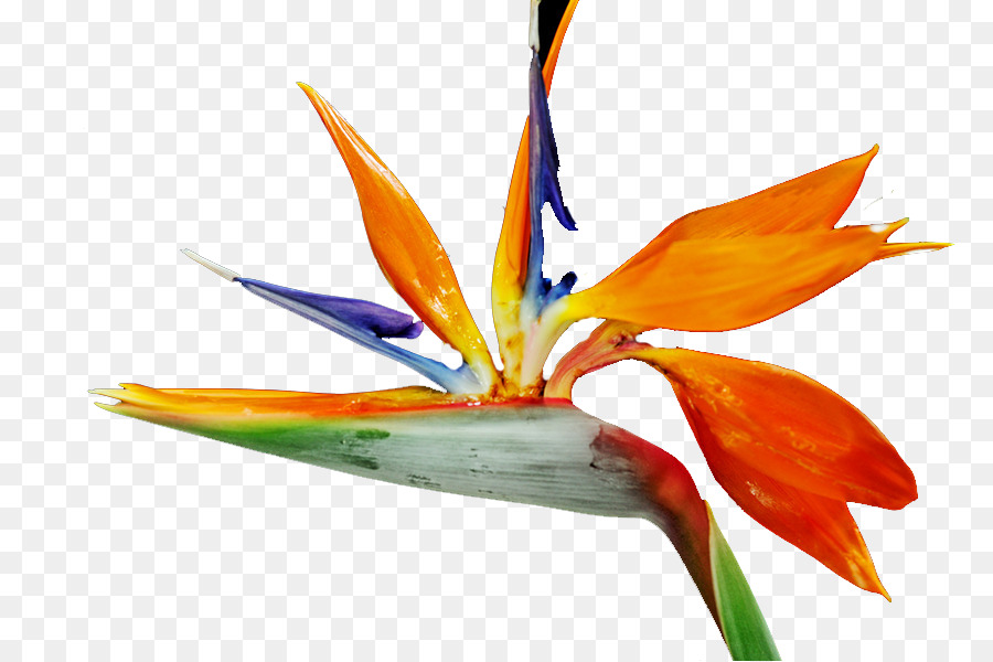 цветущее растение，оранжевый са PNG