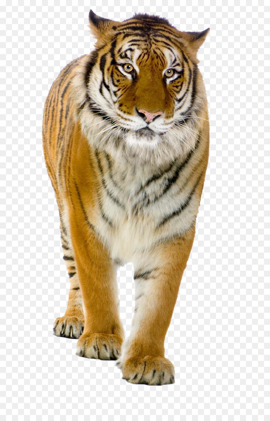 Лев，Большая кошка PNG