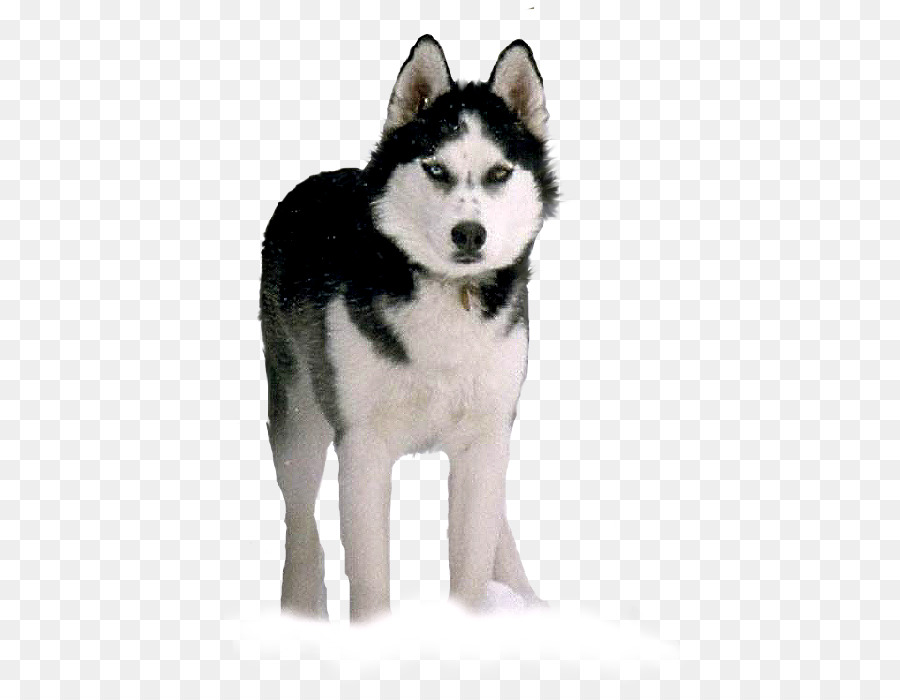 миниатюрный Сибирский хаски，Канадская Эскимосская Собака PNG