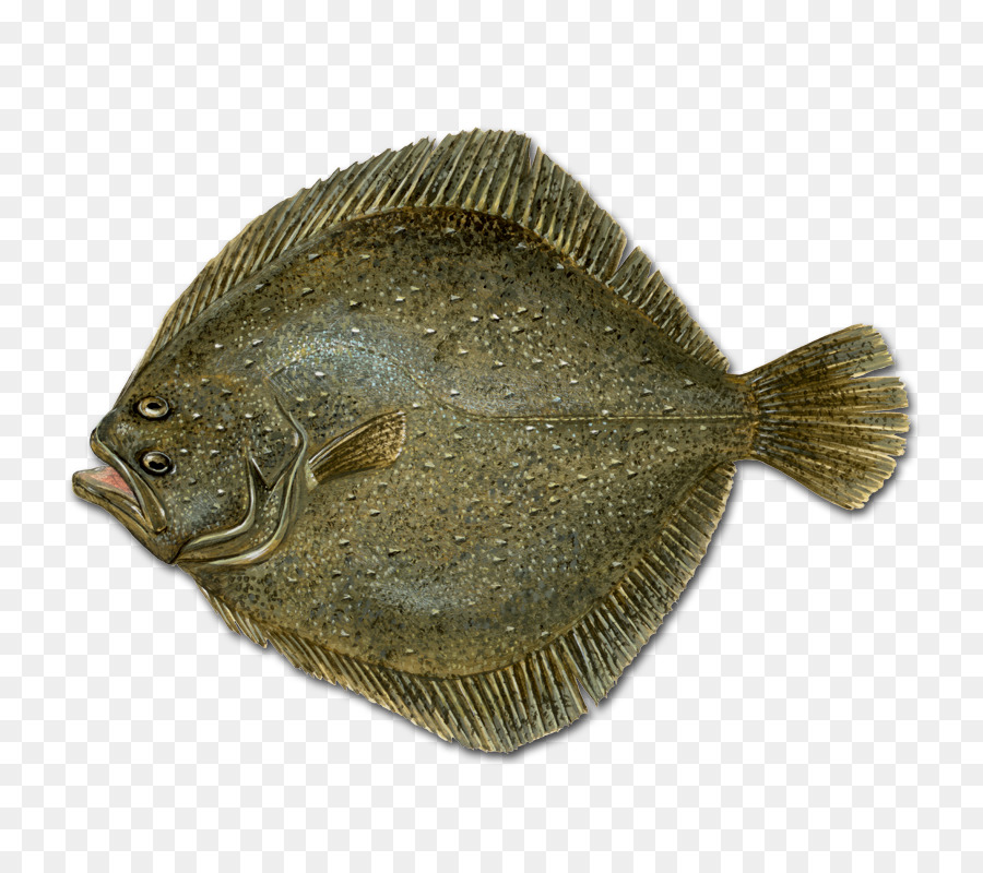 Камбала Фото Рыбы