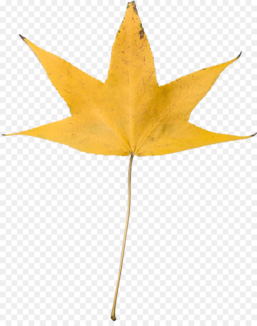 Обои Для Рабочего Стола，Осенняя окраска листьев PNG