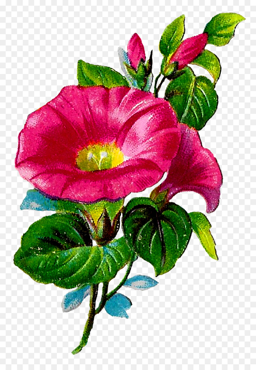 столистная роза，Сад роз PNG