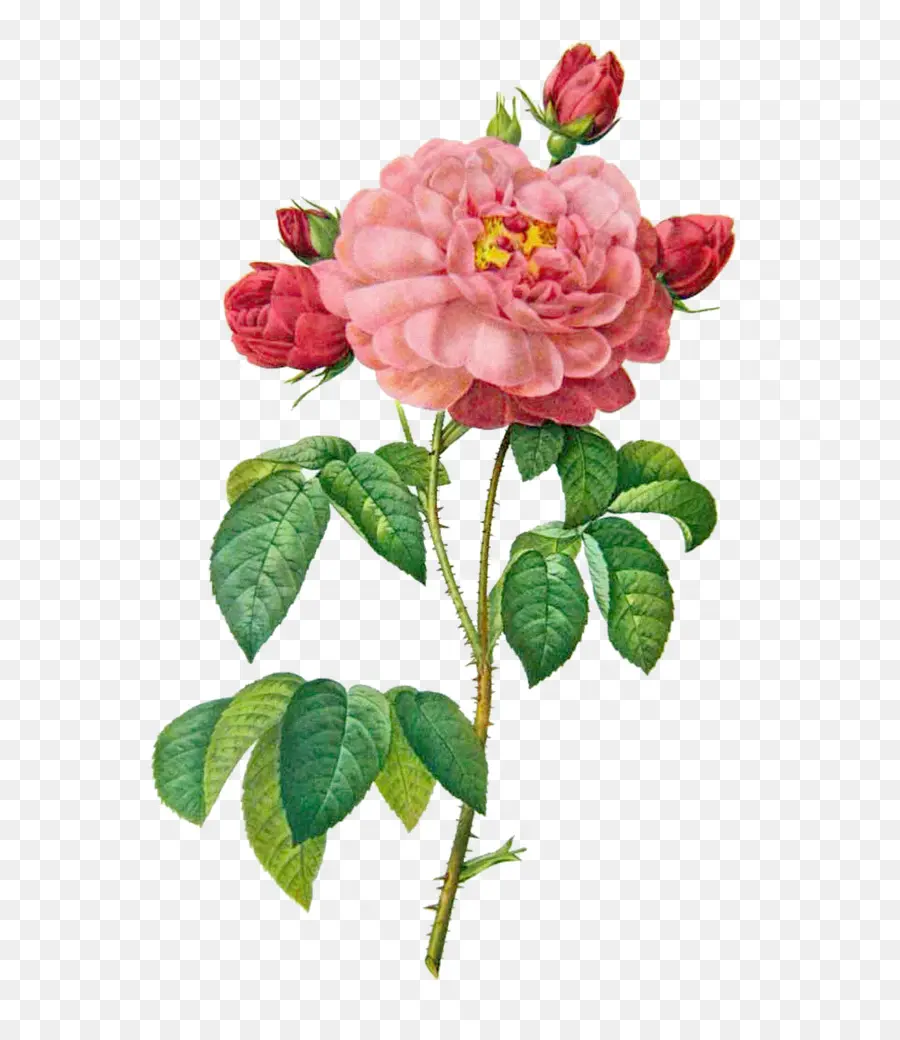 французская роза，Most Beautiful Flowers PNG