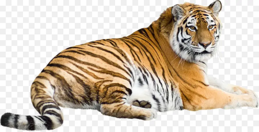 Сибирский тигр，Стоковая фотография PNG
