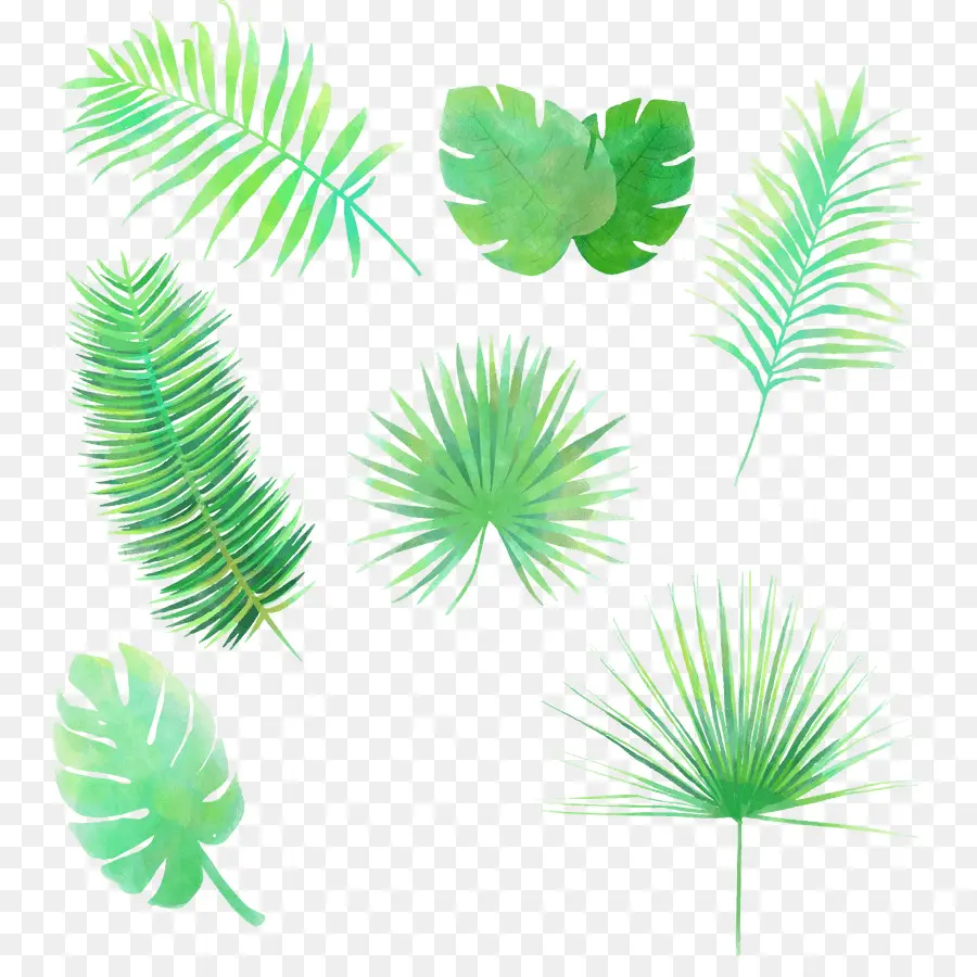Лист，пальмы PNG