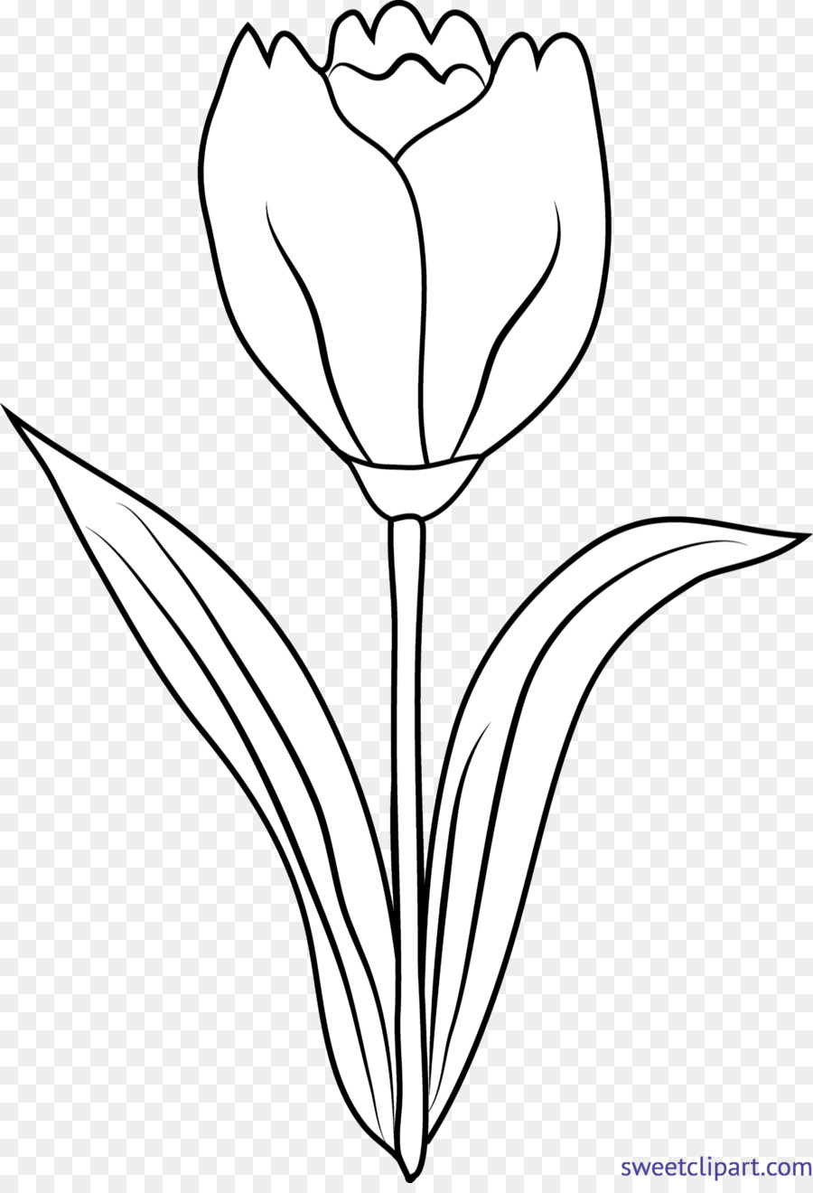 Тюльпан，Рисунок PNG