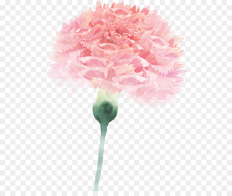 гвоздика，цветок PNG