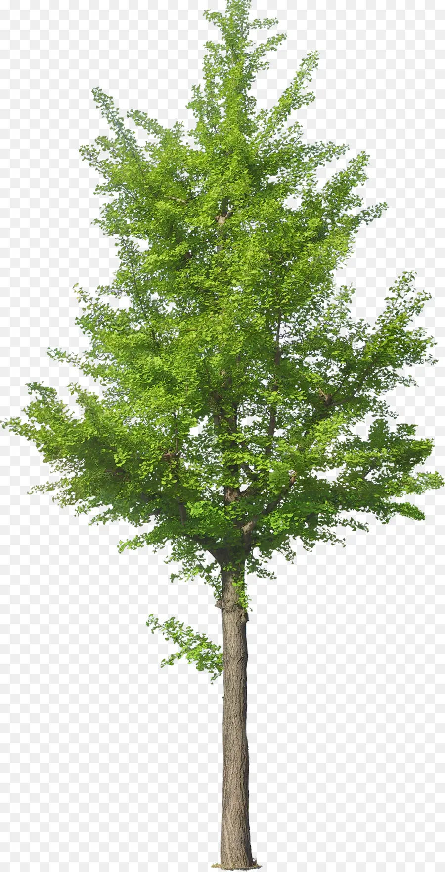 деревья и кустарники，Дерево PNG