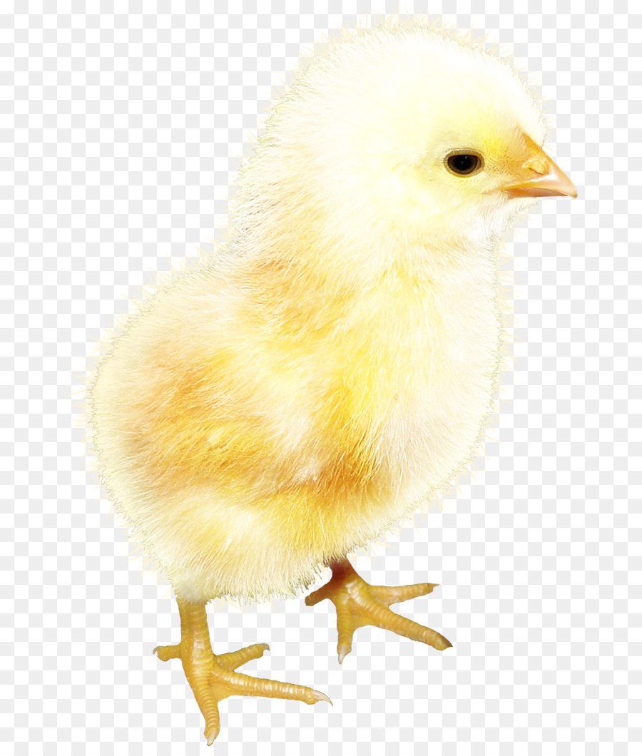 Курица，Фотография PNG
