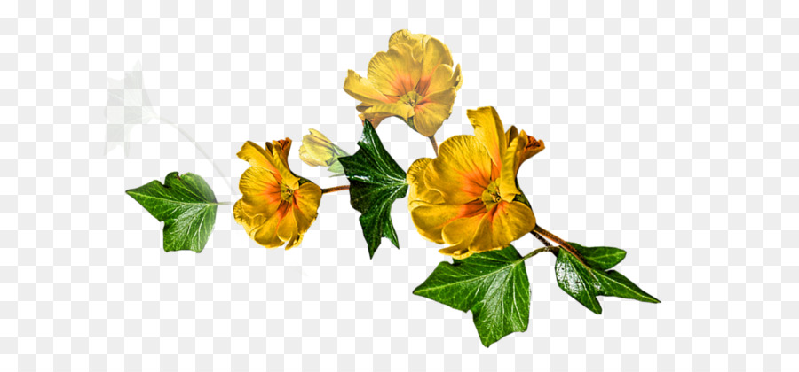 Alstroemeriaceae，семья Роуз PNG