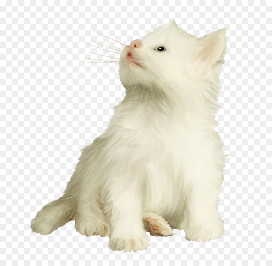 Белый котенок на прозрачном фоне