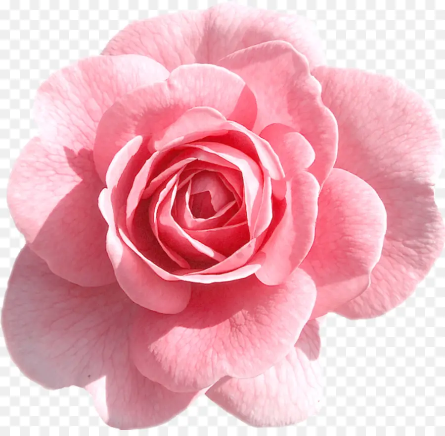 Роза，Розовые цветы PNG