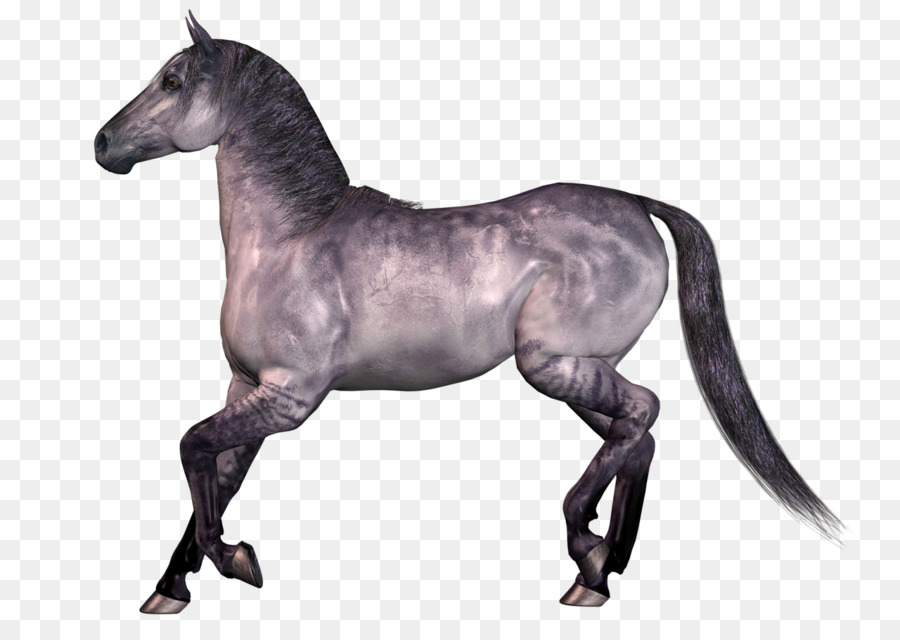 Мустанг，лошадь PNG