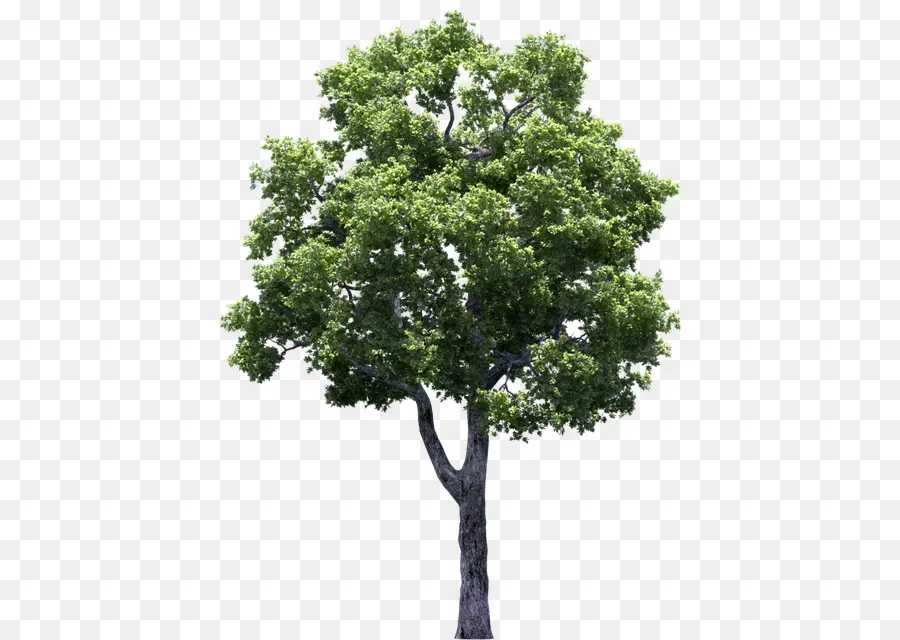 Дерево，Рисунок PNG