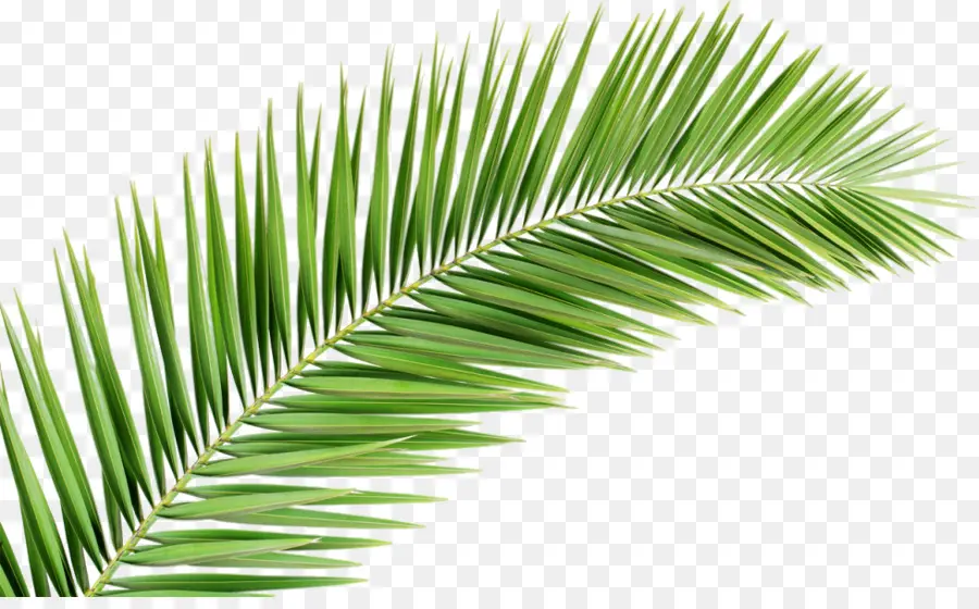 пальмы，рукопись отель Palmleaf PNG