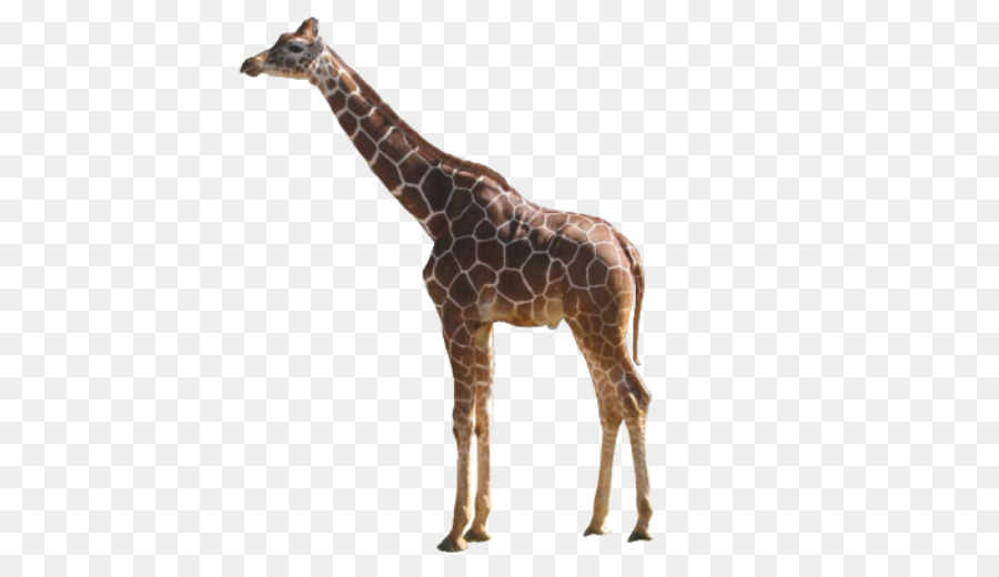 Жираф，Giraffes Giraffes PNG