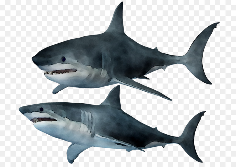Большая белая акула，тигровая акула PNG