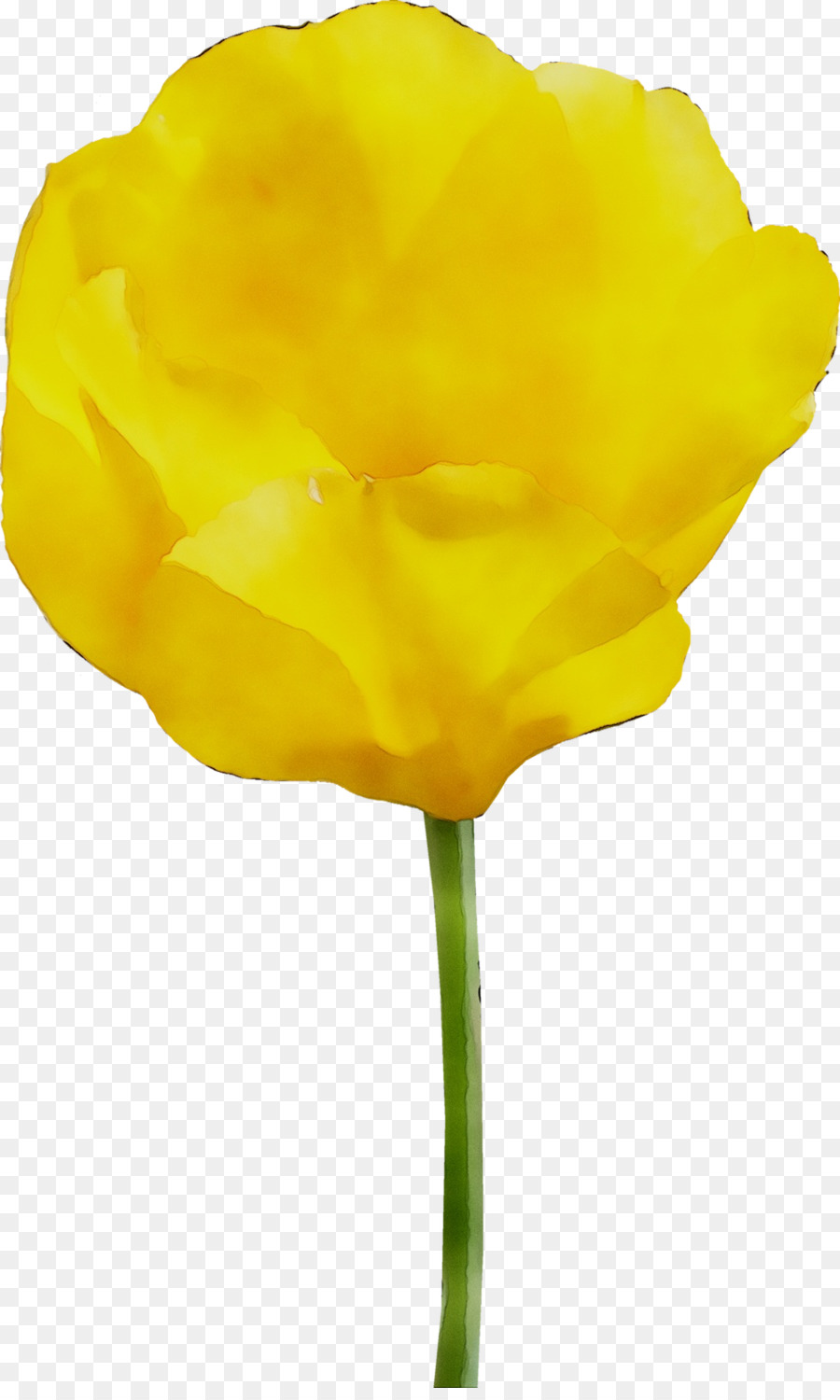 Тюльпан，желтый PNG