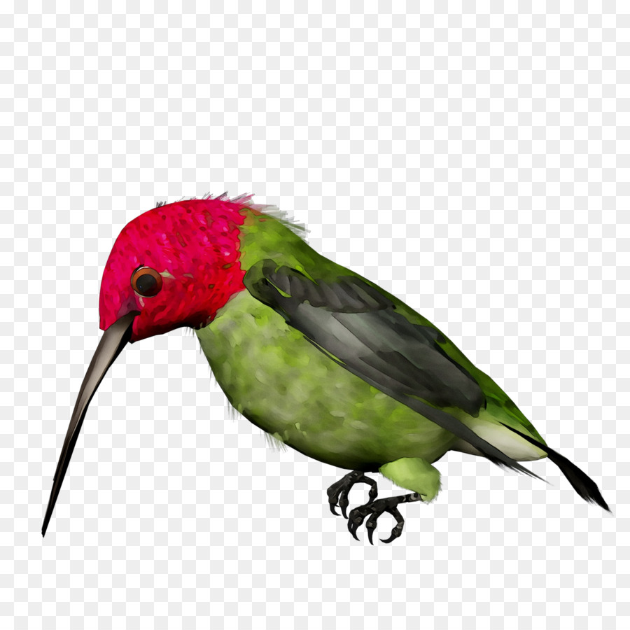 Parakeet，Колибри PNG