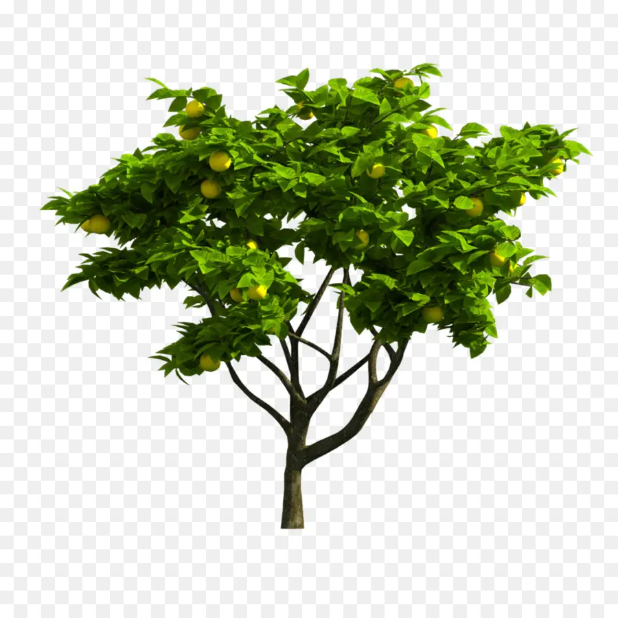 Филиал，Дерево PNG