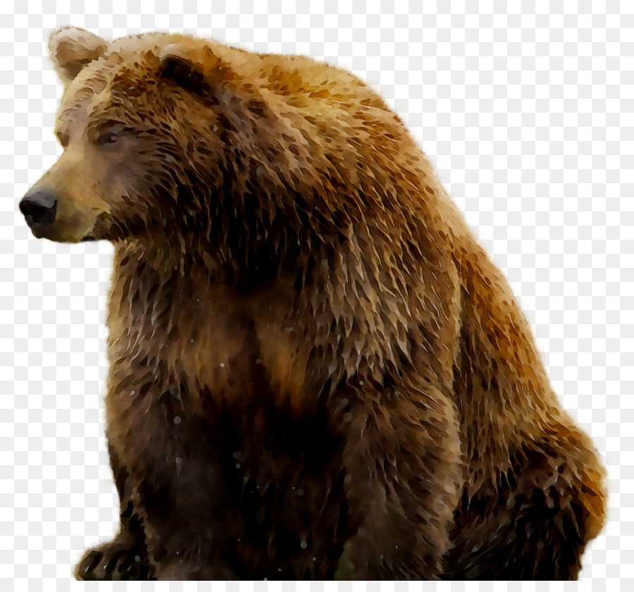 Гризли，медведь PNG