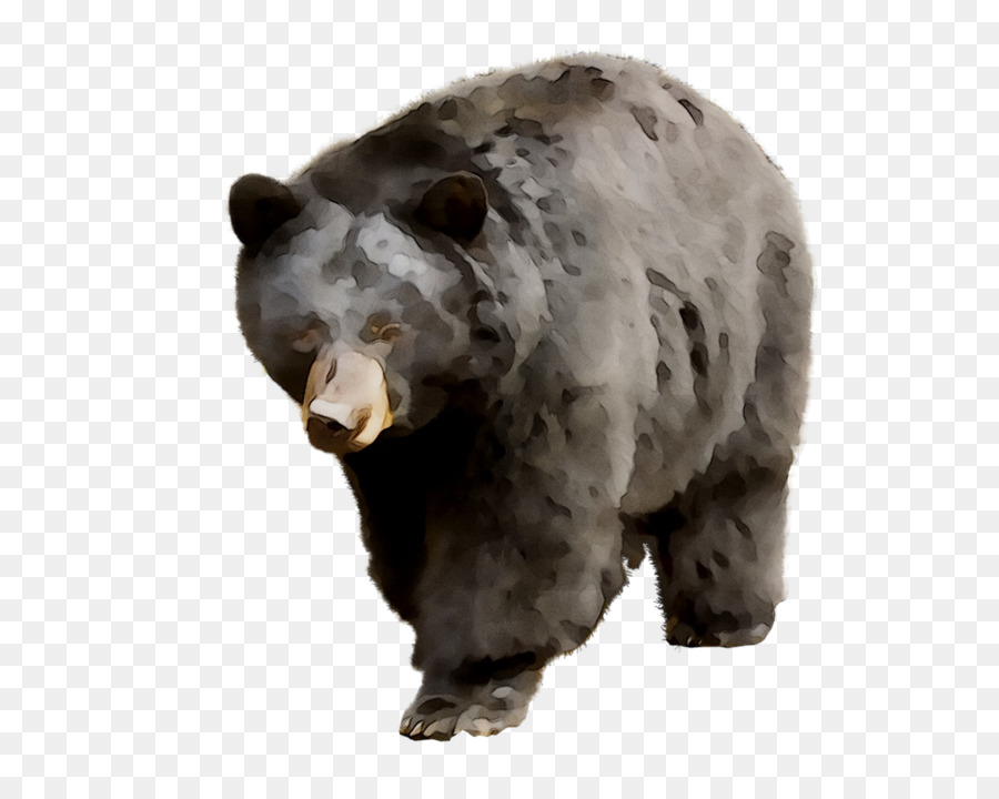 Гризли，медведь PNG