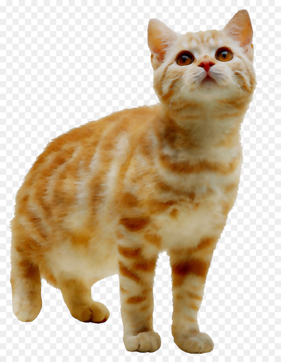 Оранжевый котёнок，Кот PNG