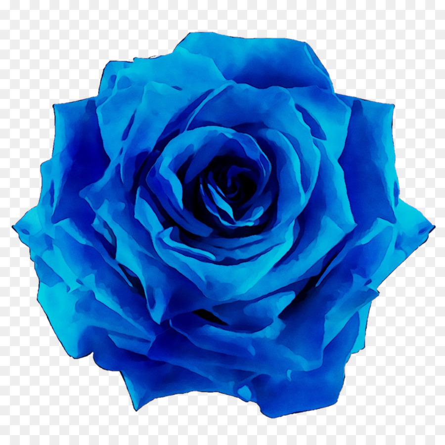 Сад роз，Голубая роза PNG
