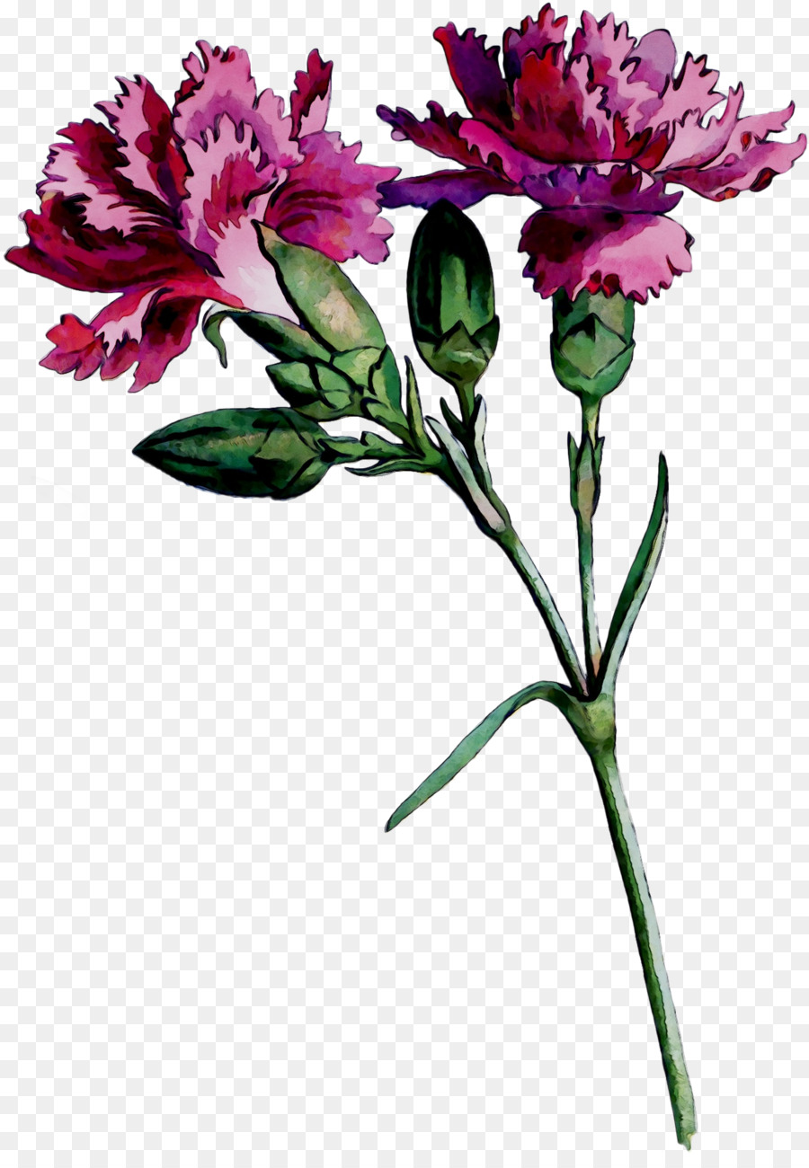 срезанные цветы，лилии инков PNG