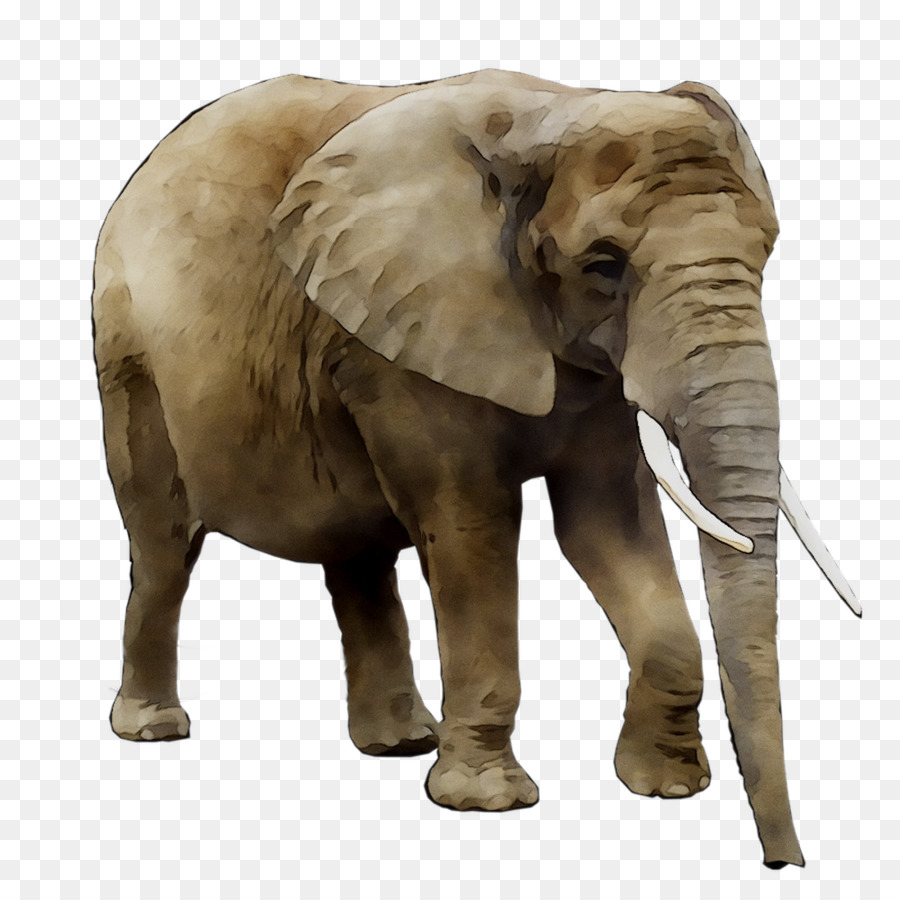 Азиатский слон，Африканский слон Буша PNG