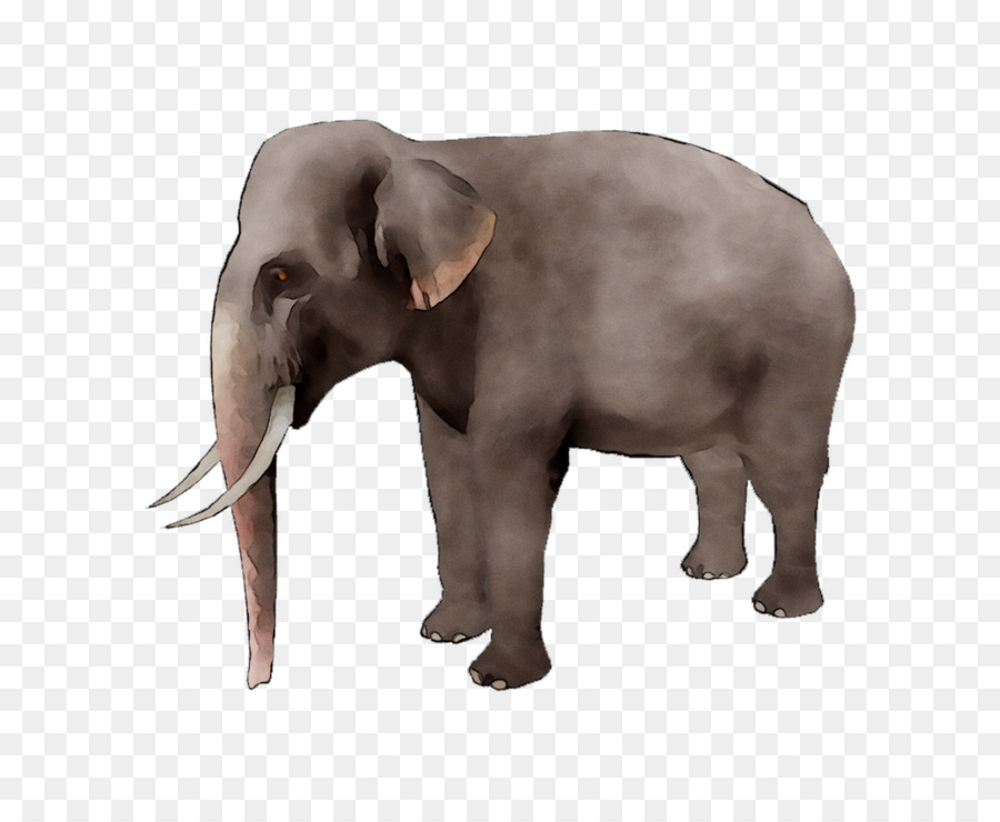 африканский слон，Слон PNG